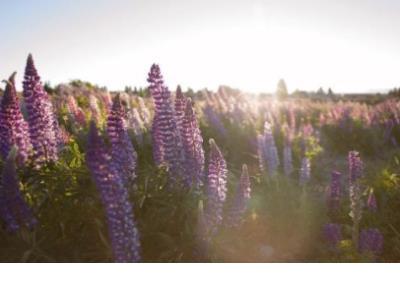 懂生活懂品味的句子