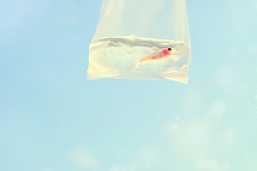 幸福满满的句子 女生版(15句)