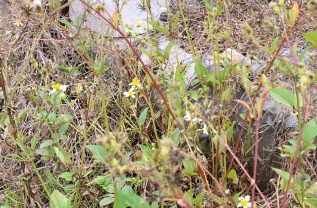 情话八个字短句表白