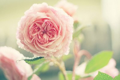 ​婆婆生日发朋友圈说说暖心话(40句)