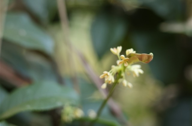 简单气质的女生微信名字 简单气质的女生微信名字