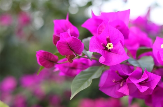 好听唯美的网名(优选417个) 好听唯美的网名(优选417个)