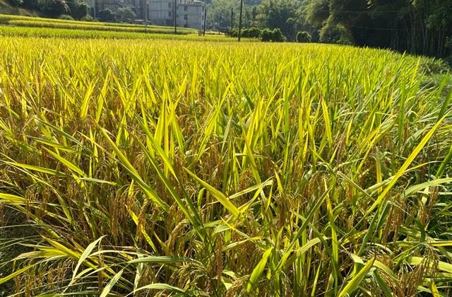 好听惊艳的情侣名(共308个) 好听惊艳的情侣名(共308个)