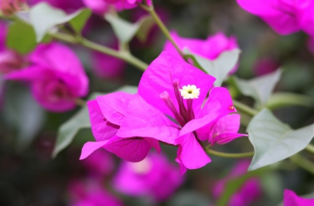 有气质文艺范的昵称 有气质文艺范的昵称