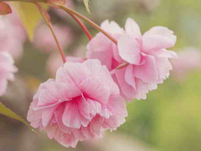 描写樱花的段落52句