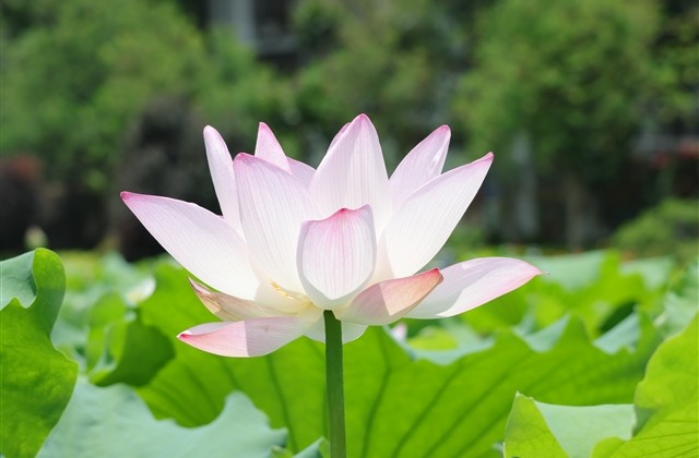 很霸气很社会的快手网名大全(优选169个)