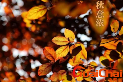 ​描写秋意浓语句都有什么？关于秋意浓浓的句子