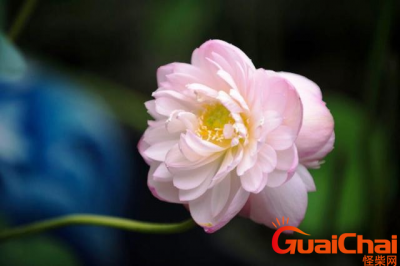 ​有文化内涵又高雅的字祝福语有哪些？有文化内涵的夸人句子