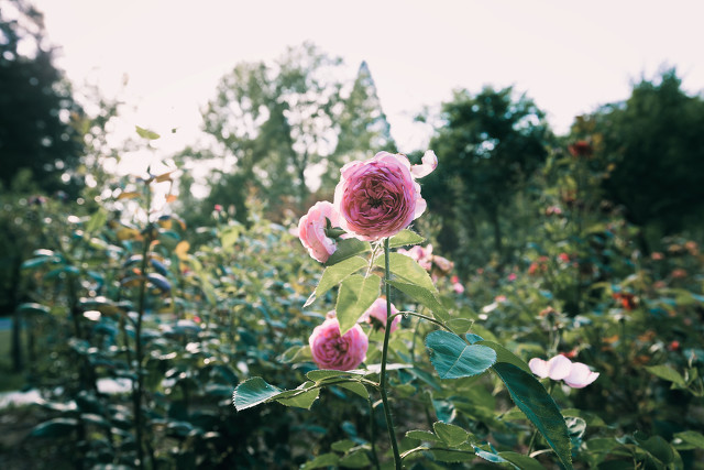 春天游玩适合发朋友圈的句子