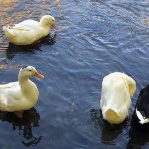 ​微信个性签名搞笑