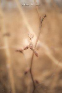 ​一句特别深情的话[15条]