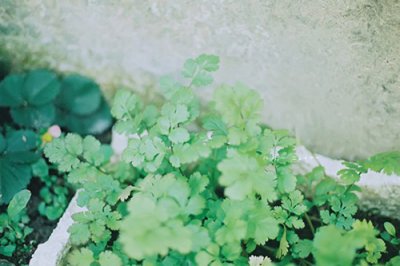 ​写荷花的比喻句10句