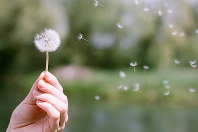 ​芭蕉开花的歇后语21句