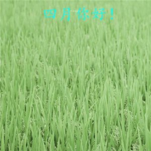 ​午安心语简短（午安朋友圈说说一句话）