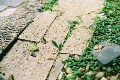 ​拟人句40字以上37句