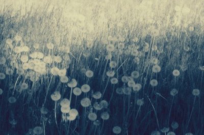 ​用柳条造比喻句14句