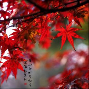 ​简单晚安励志短句[40条] (早安励志精美短句)