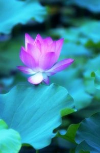 ​关于坚强的说说带图片