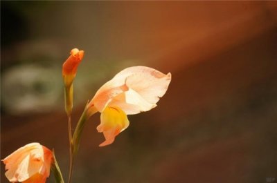 ​阳光明媚的心情说说（阳光美好心情的句子）