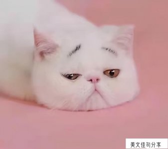 ​表示思念的句子简短(难以见面想念却不能见面短句)