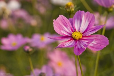 ​激励自己的朋友圈优美文案短句 ，每一句都值得喜欢