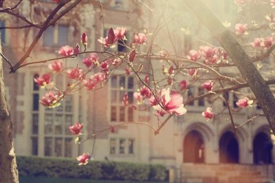 ​桃花优美的比喻句19句