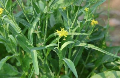 ​春分发朋友圈说说