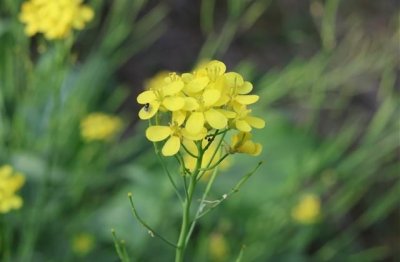 ​东山岛旅游发朋友圈说说