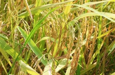 ​兔年春联大全七字