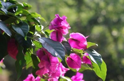 ​周围都是新冠阳性说说