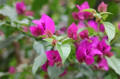 ​散步发朋友圈心情短语 适合散步发的句子