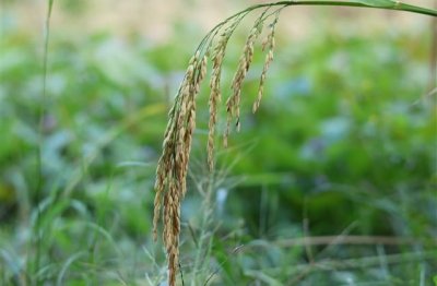 ​越来越从容淡定的说说