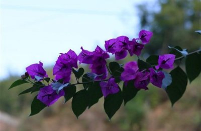 ​爱是自由不是束缚的说说(29句)