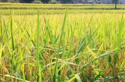 ​关于保护树木的宣传语