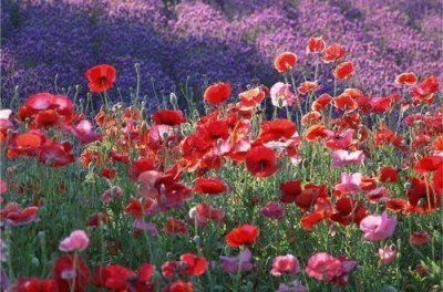 ​人太老实被欺负的说说 关于老实总被欺负的说说(67句)