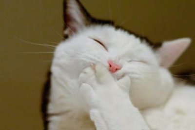 ​春天来了的优美句子