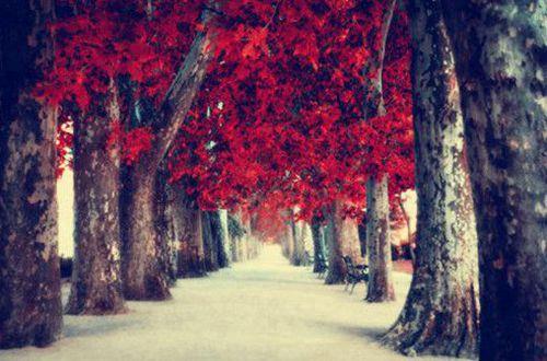 实用的正能量的句子摘录56条