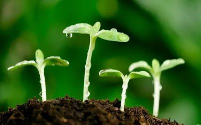 ​形容春天来了的优美句子 春天来了句子简短