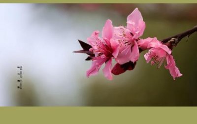 ​朋友登记结婚祝福语(48句):为你们的未来增添风彩…