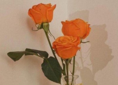 ​形容珍惜爱情的句子汇编56句