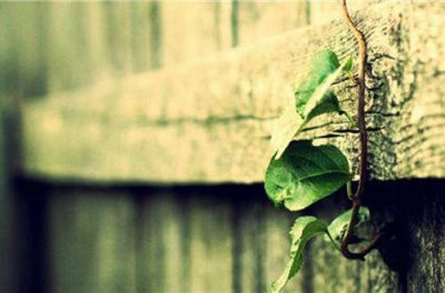 ​关于蓝颜知己的句子80句