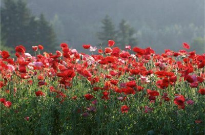 ​四月你好沙雕优美句子