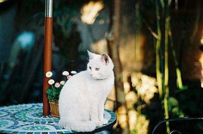 ​【精品】憨憨可爱的文案 超级温柔的神仙句子推荐82句