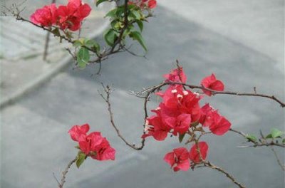 ​关于秋天的句子 秋天，真是一个令人伤感的季节(26句)