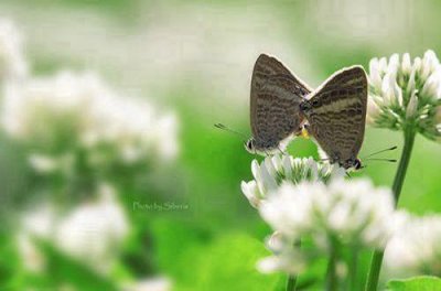 ​景色优美句子摘录72条