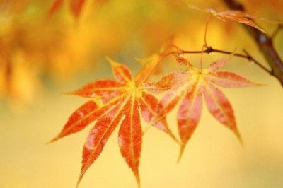 ​《诗经》里写爱情的句子