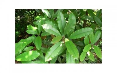 ​形容蔷薇花开花的句子精选18句