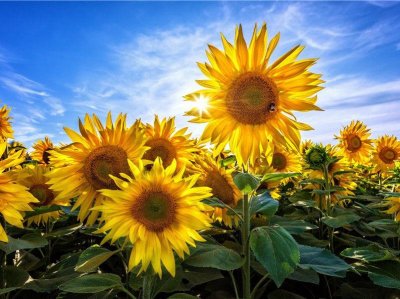 ​努力积极向上的文案句子(40句)