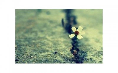 ​亲情唯美短句八个字【亲情友情的唯美的句子】