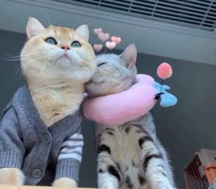 2025年精选晚安正能量语句锦集45条